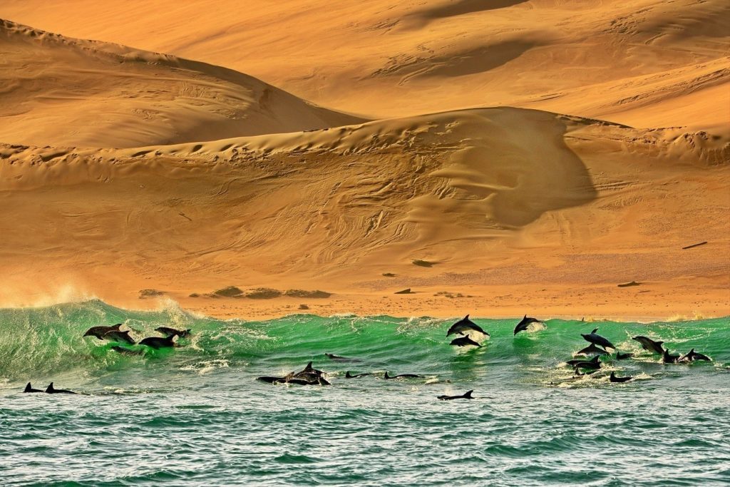Delfines nadando y saltando frente las costas de Sudáfrica
